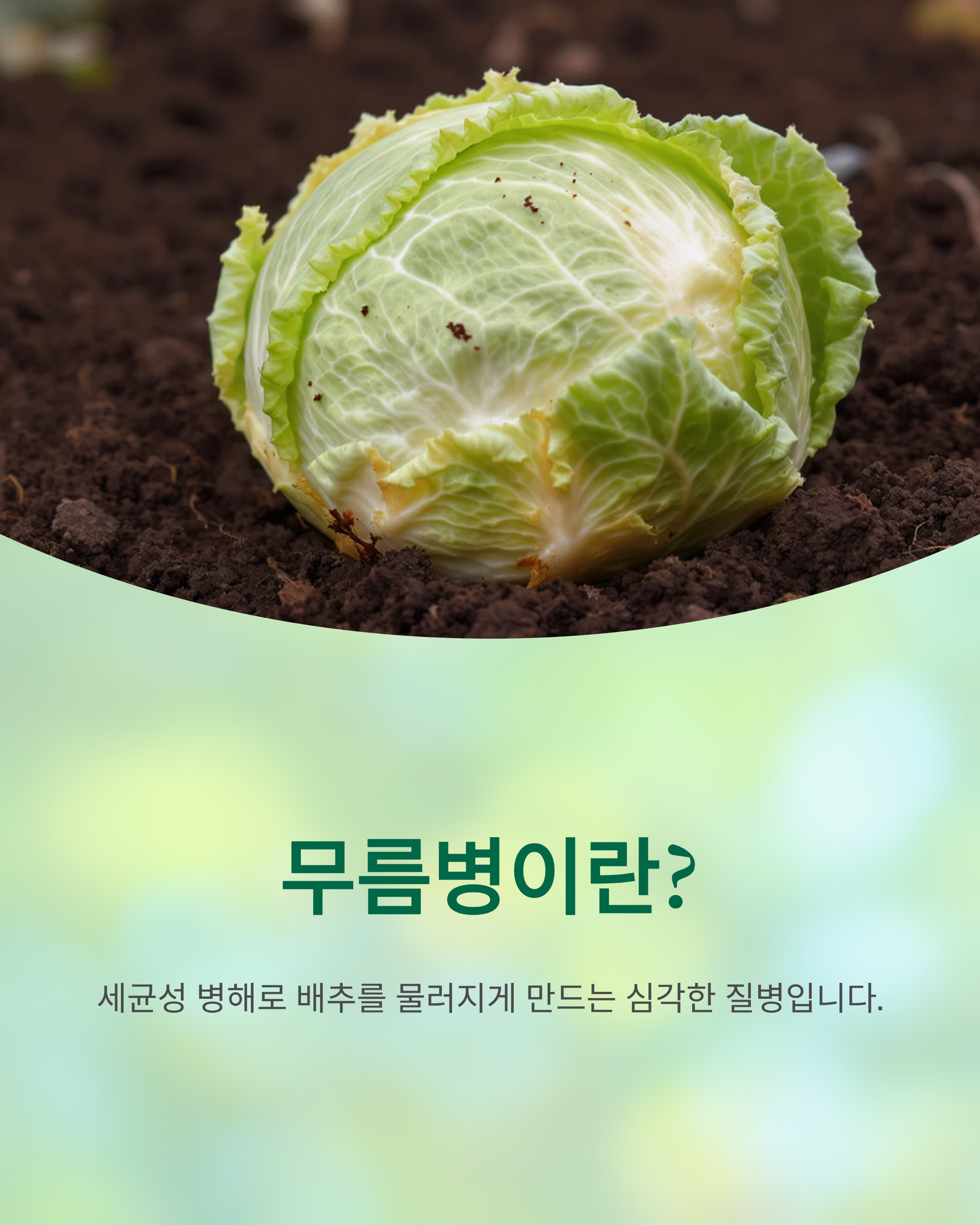배추 무름병