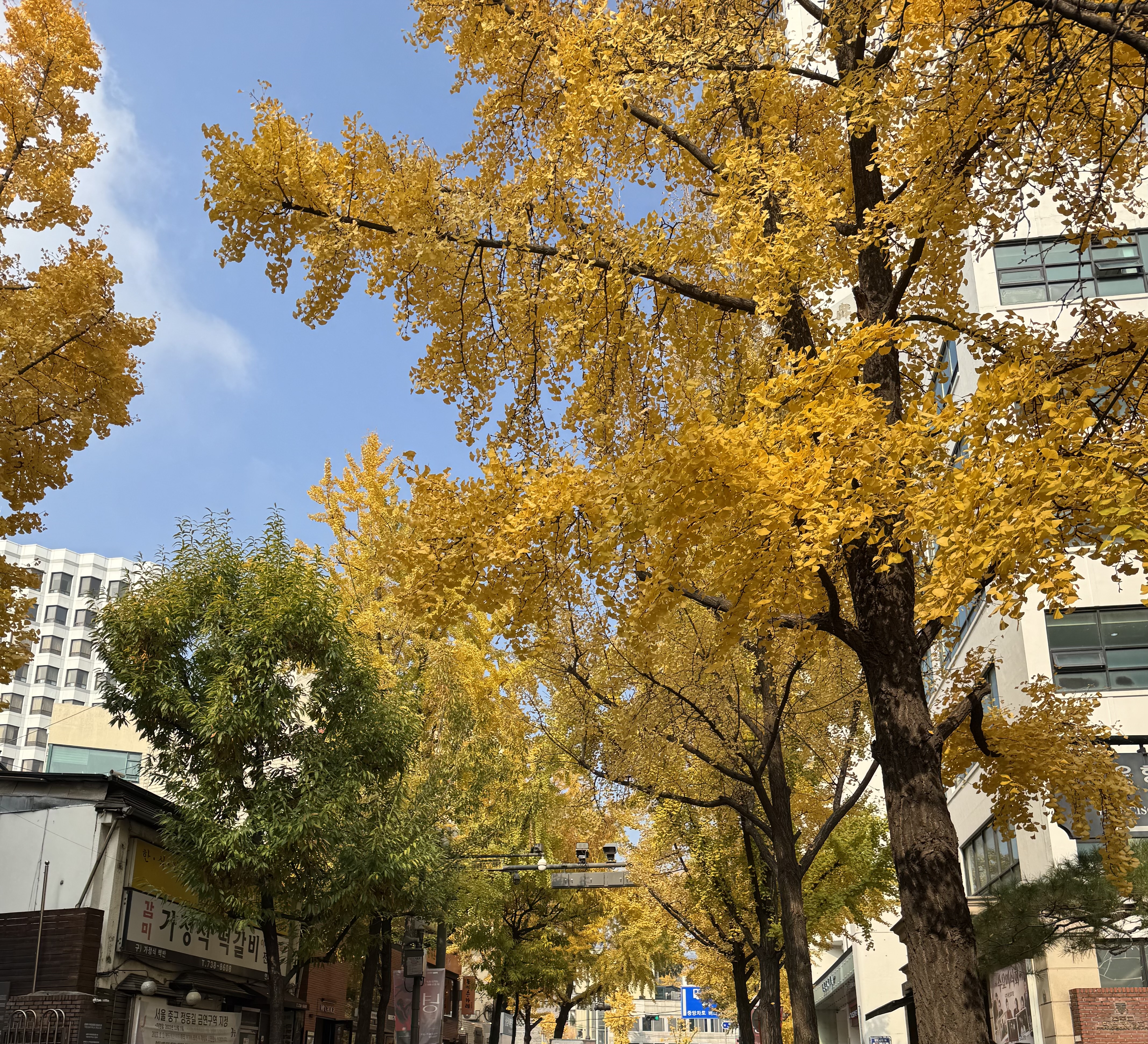 서울 정동길 단풍