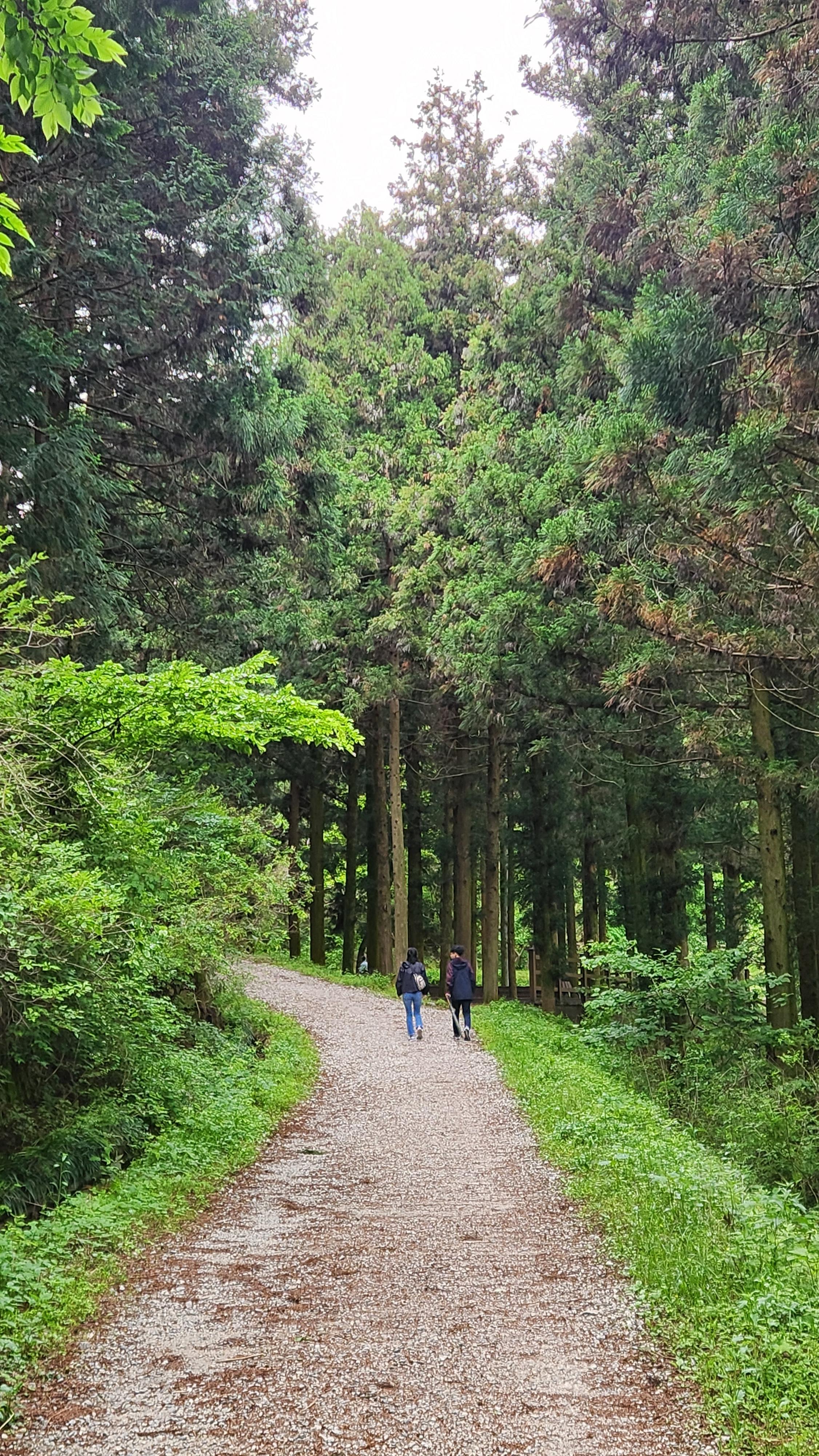 편백나무 숲길을 걷는 막내와 와이프
