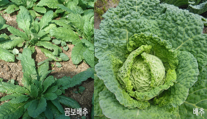 곰보배추 효능 부작용 유산균 원액 환 시럽 먹는법 씨앗 모종 재배 방법 총정리