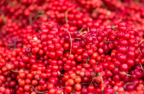 오미자 효능, 부작용, 수확시기 총정리 (2024ver)