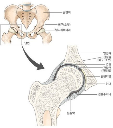 고관절 구조와 단면