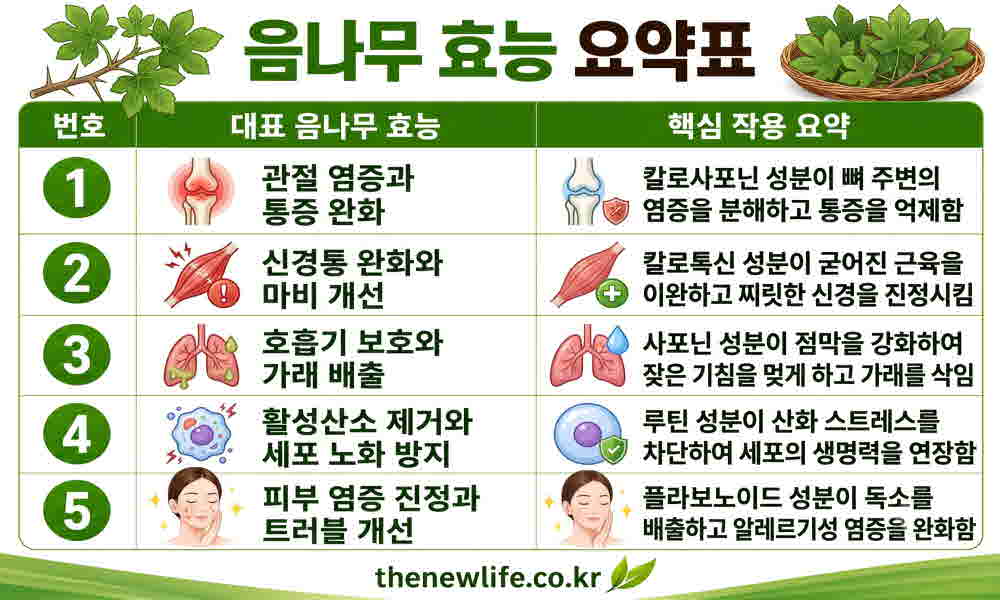 음나무 효능 요약표