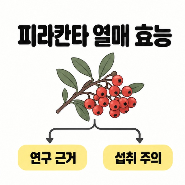 피라칸타 열매 효능이라는 제목과 붉은 열매 가지 아래에 연구 근거와 섭취 주의를 함께 표시한 안내 그림