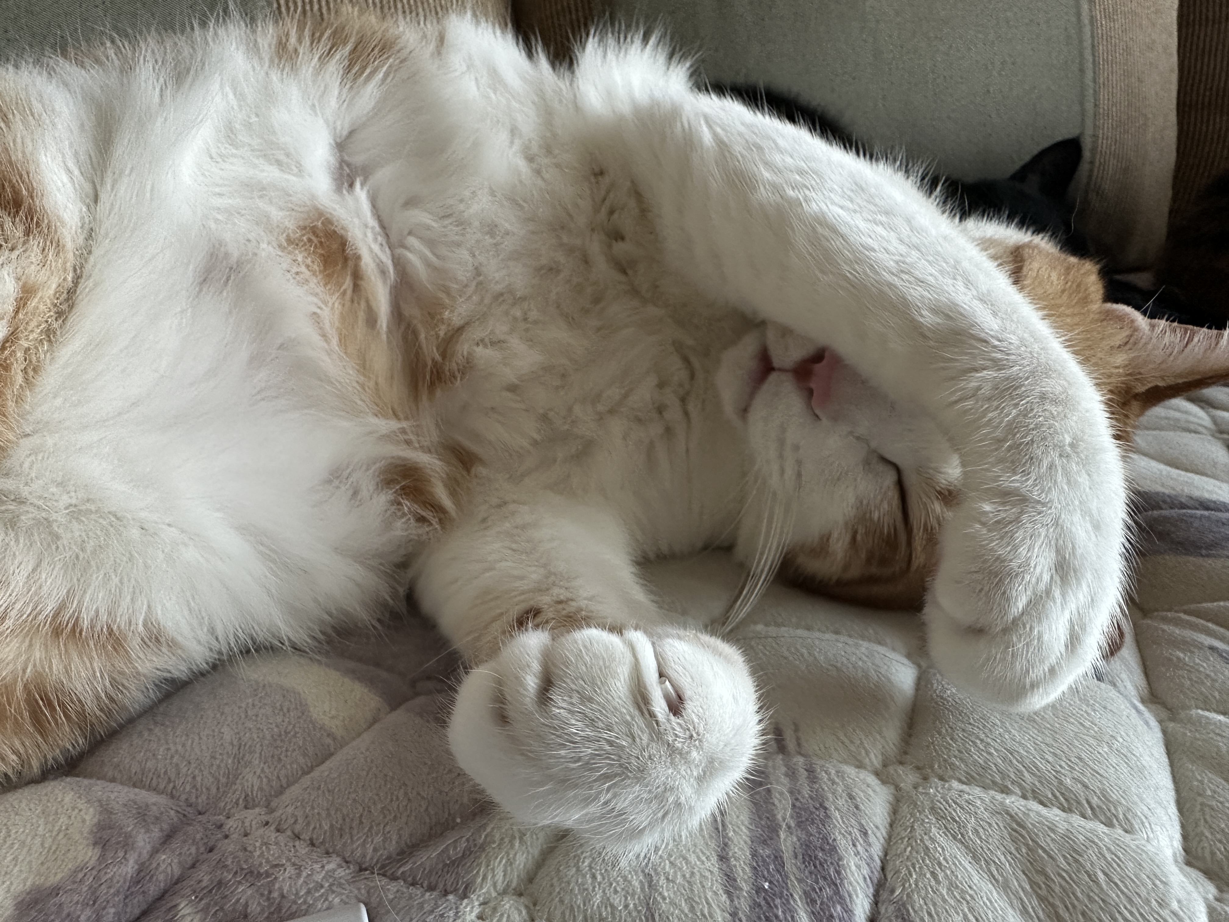 잘 때도 귀여운 막둥이 도촬하기 (feat. 6월에도 찜질하는 고양이들)