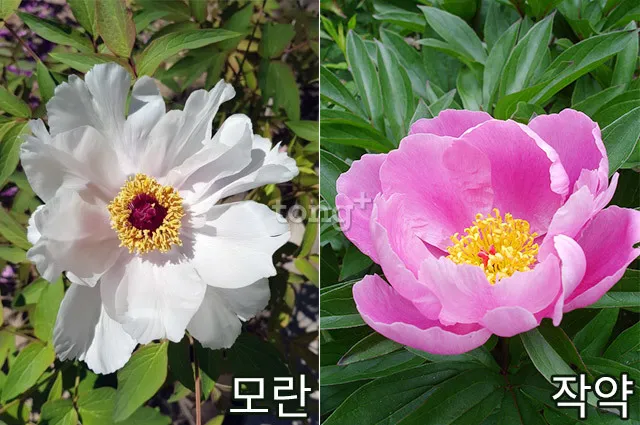 모란꽃과 작약꽃 차이점 구분 비교_1