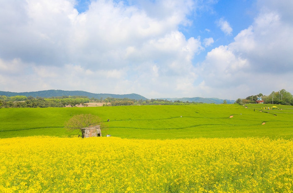 고창 학원농장 유채꽃