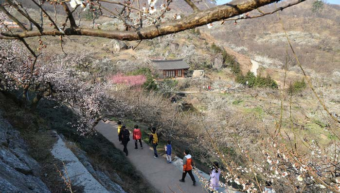 여수 오동도 와 광양 매화마을