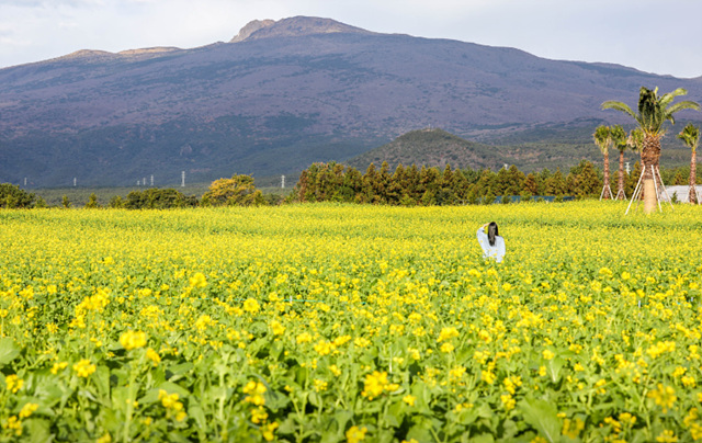 봄꽃구경 가볼만한 곳