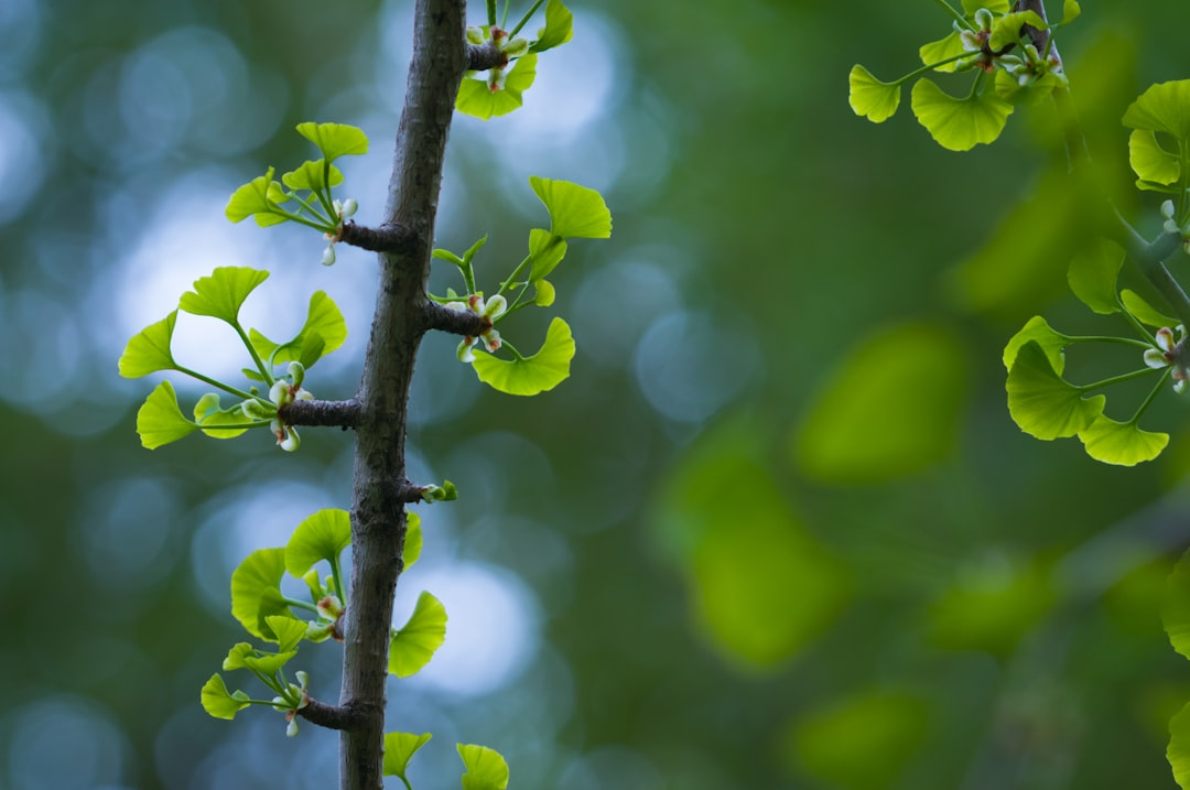 Ginkgo