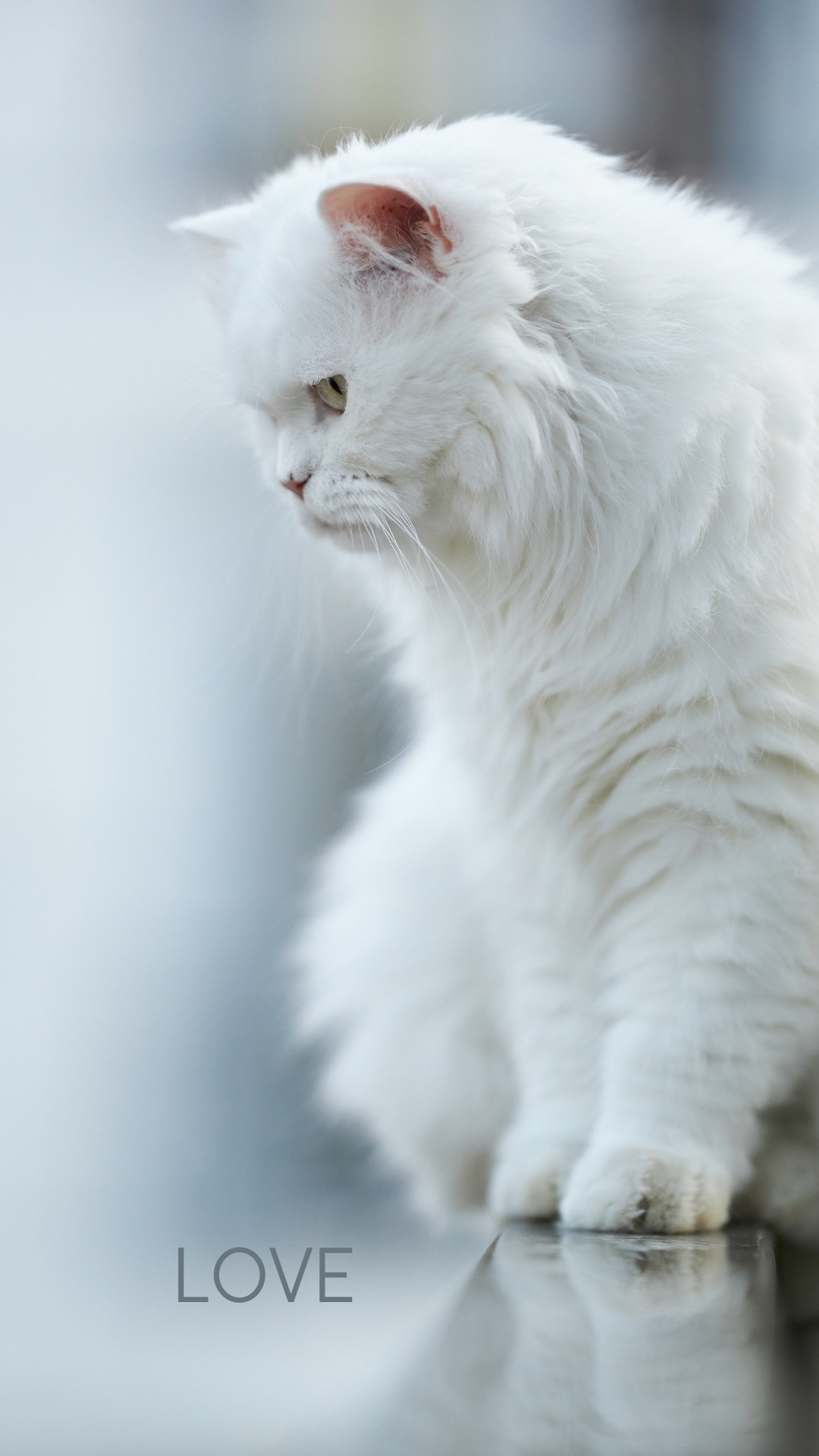 고양이 사진 그림 스마트폰 배경화면 이미지