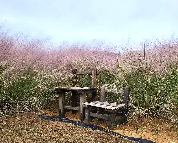 고창 핑크뮬리 축제_7