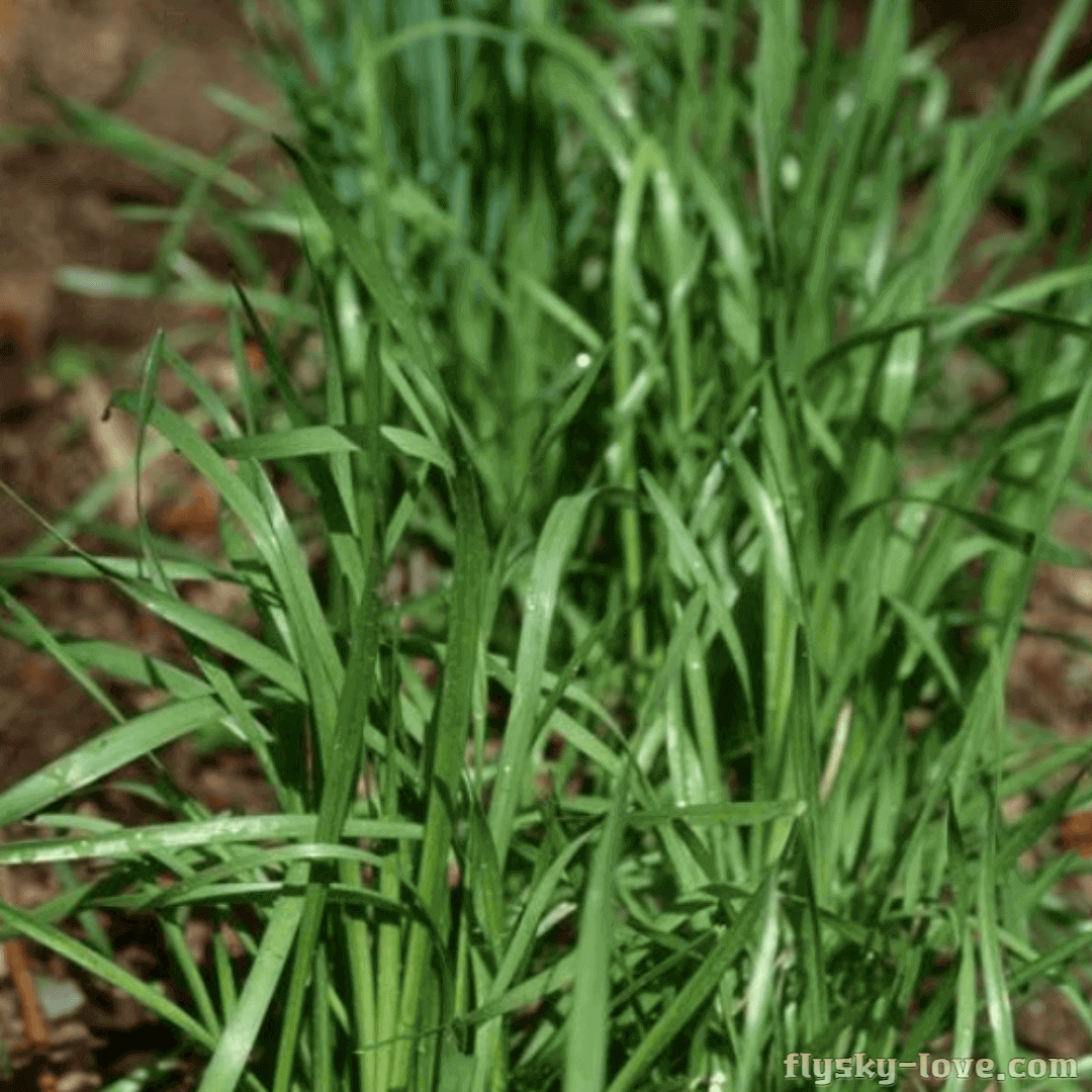간 건강에 도움이 되는 산부추