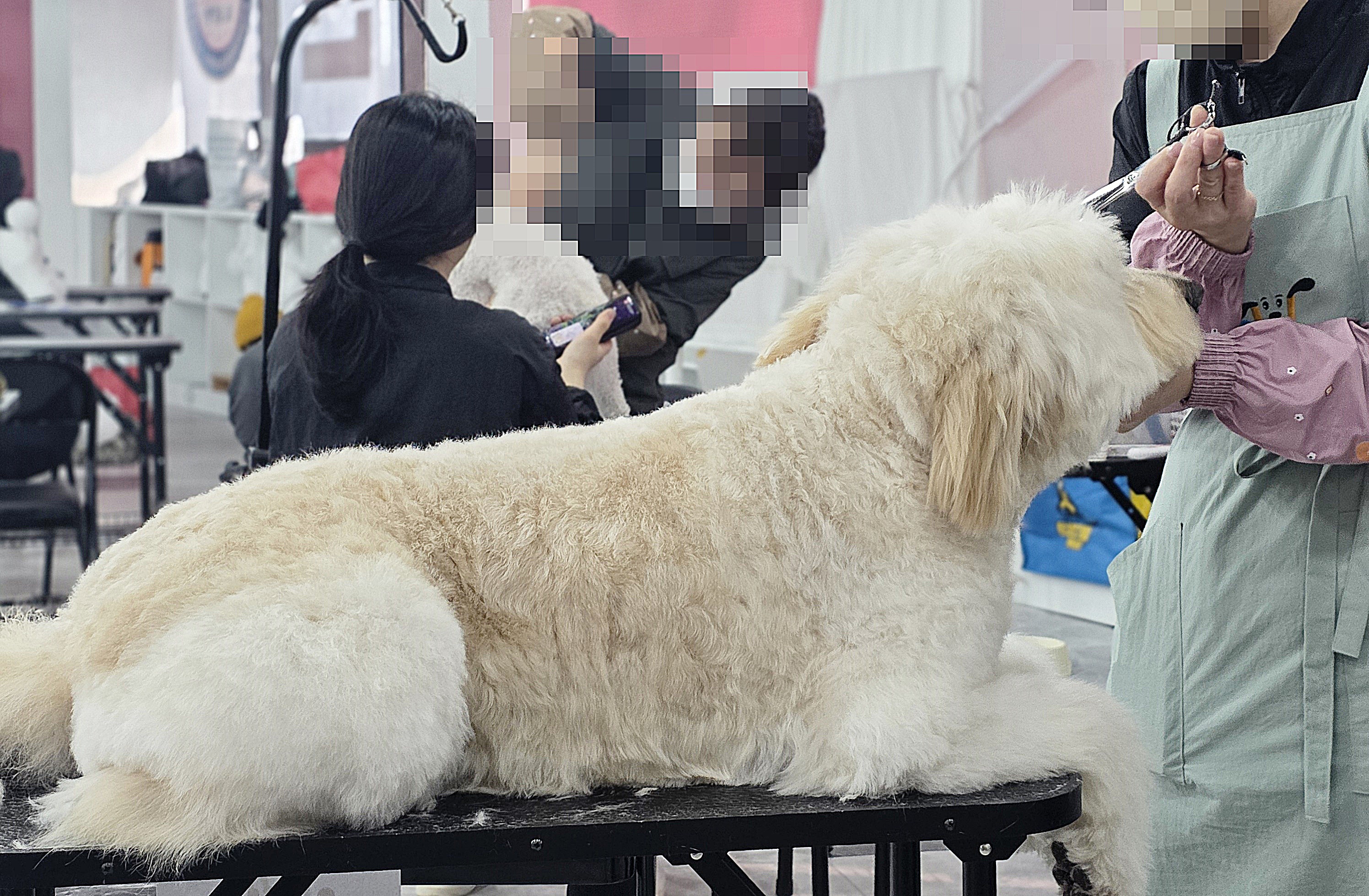 송파애견미용학원