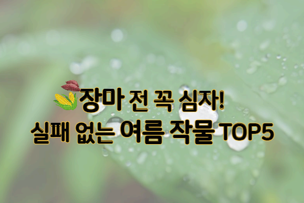장마 직전에 심으면 후회 없는 밭 작물 TOP5