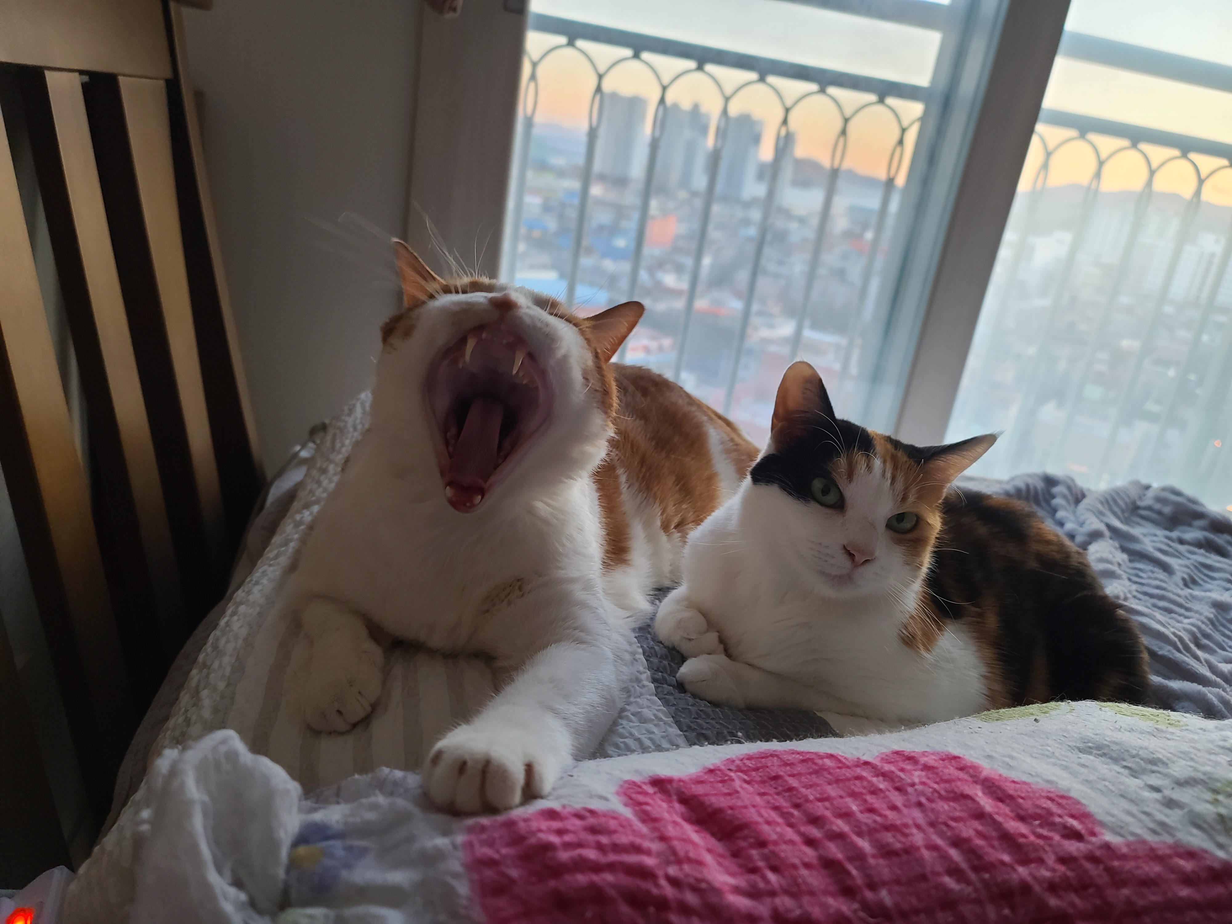 한 베개를 다정히 나눠쓰는 고양이 커플, 막둥이랑 요미 (feat.호야랑 건)