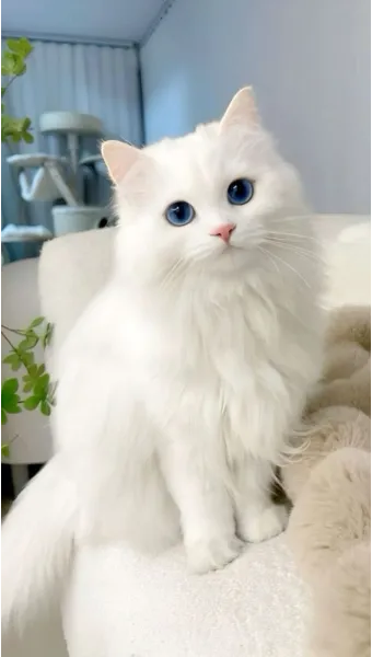 작은고양이 쪼꼬미 냥이 매력 탐구 귀여움 분석_11