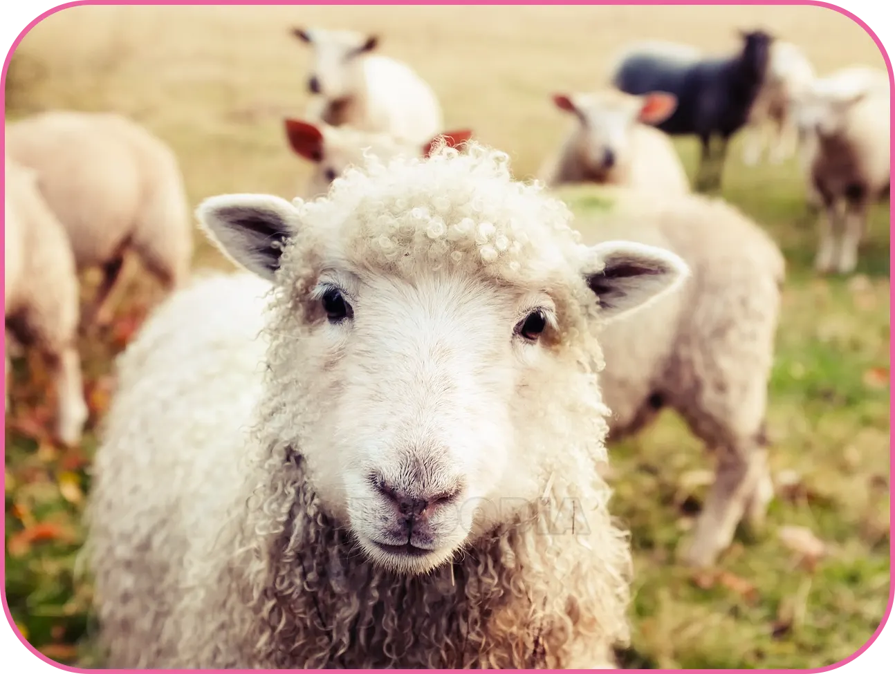 2024년 양띠운세