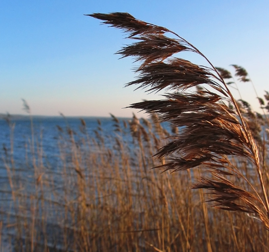 가을에 피는 꽃 종류 갈대