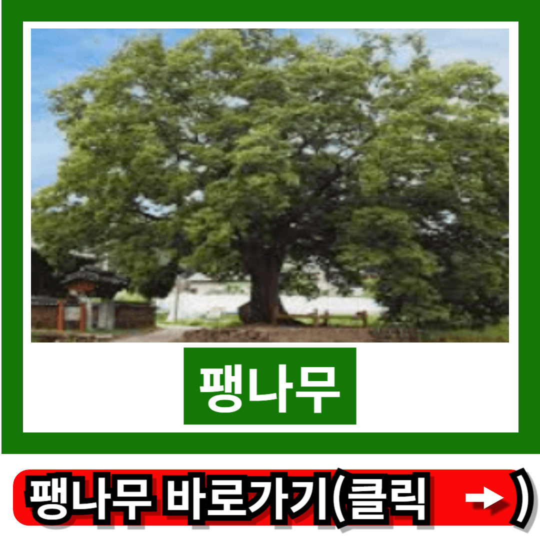 팽나무