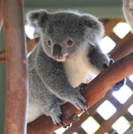 오세아니아 신혼여행 추천