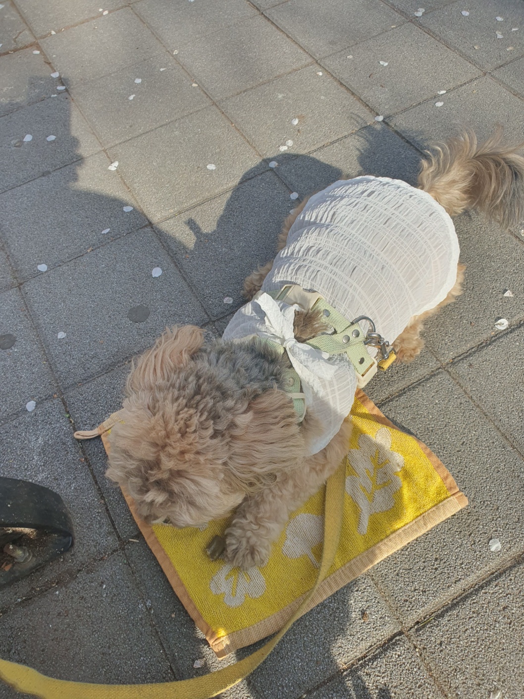 간식 먹는 강아지