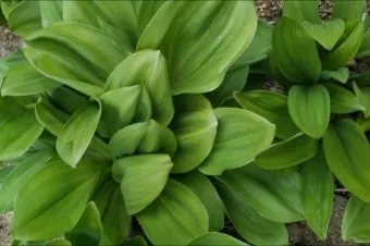 사철나물 재배 상자 텃밭 초보 가능 물 관리_14