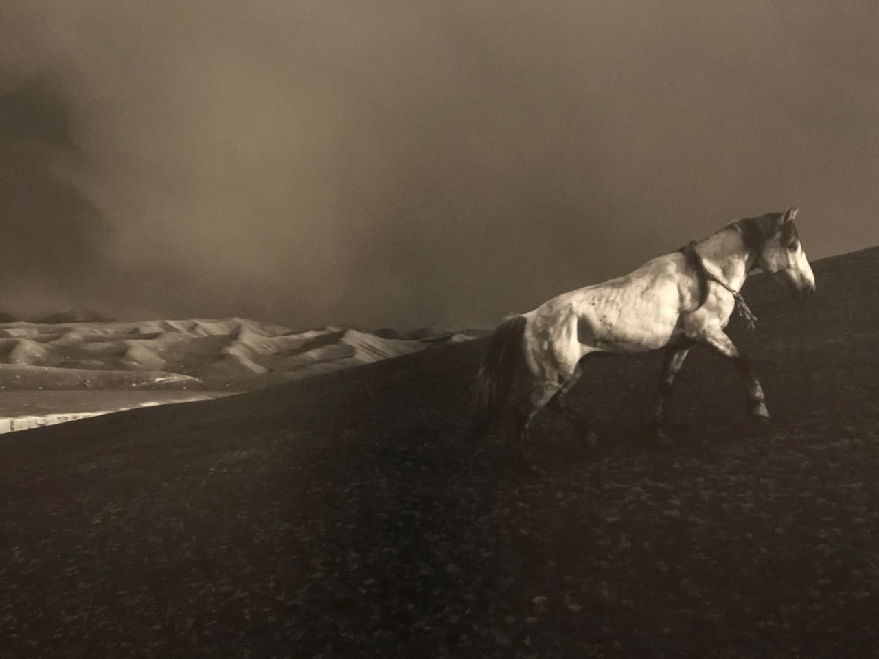 프레데릭-벅스-말-사진