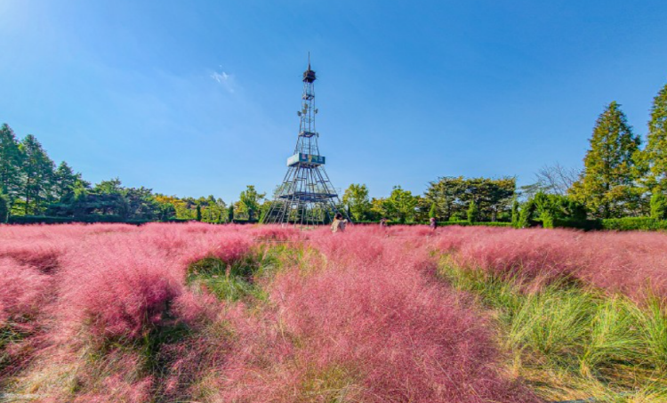 드림파크 국화축제