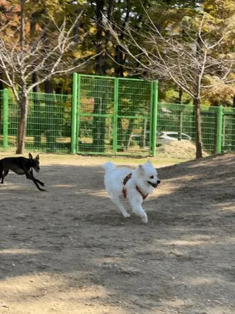 수도권 애견동반 여행지 5선 완벽 가이드 반려견 동반 산책 주말 여행지 추천_10