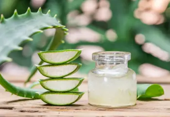 알로에 효능 및 영양성분&amp;#44; 주의점