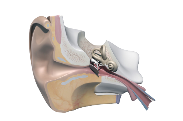 외이도염 이미지3