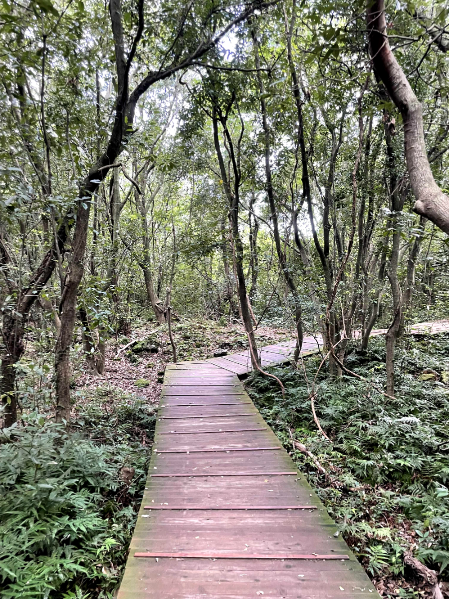 제주 곶자왈 도립공원