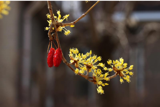 구례 산수유 꽃 축제