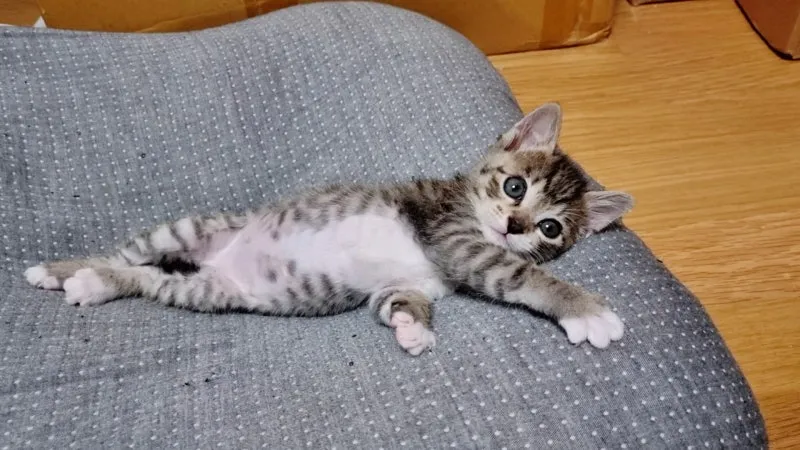 작은고양이 쪼꼬미 냥이 매력 탐구 귀여움 분석_1