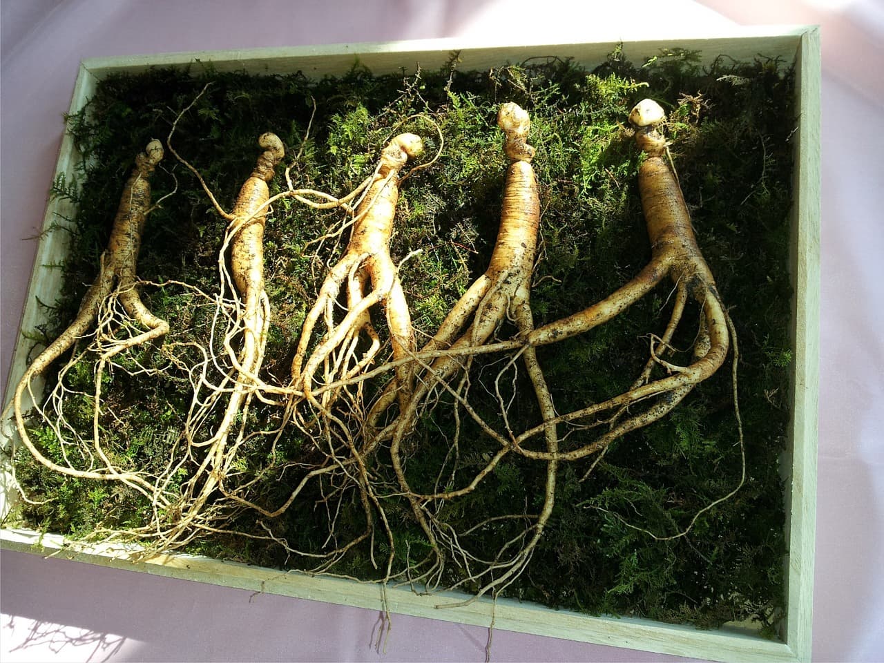 🌿 금산 인삼