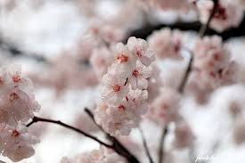 3월 국내 축제 일정