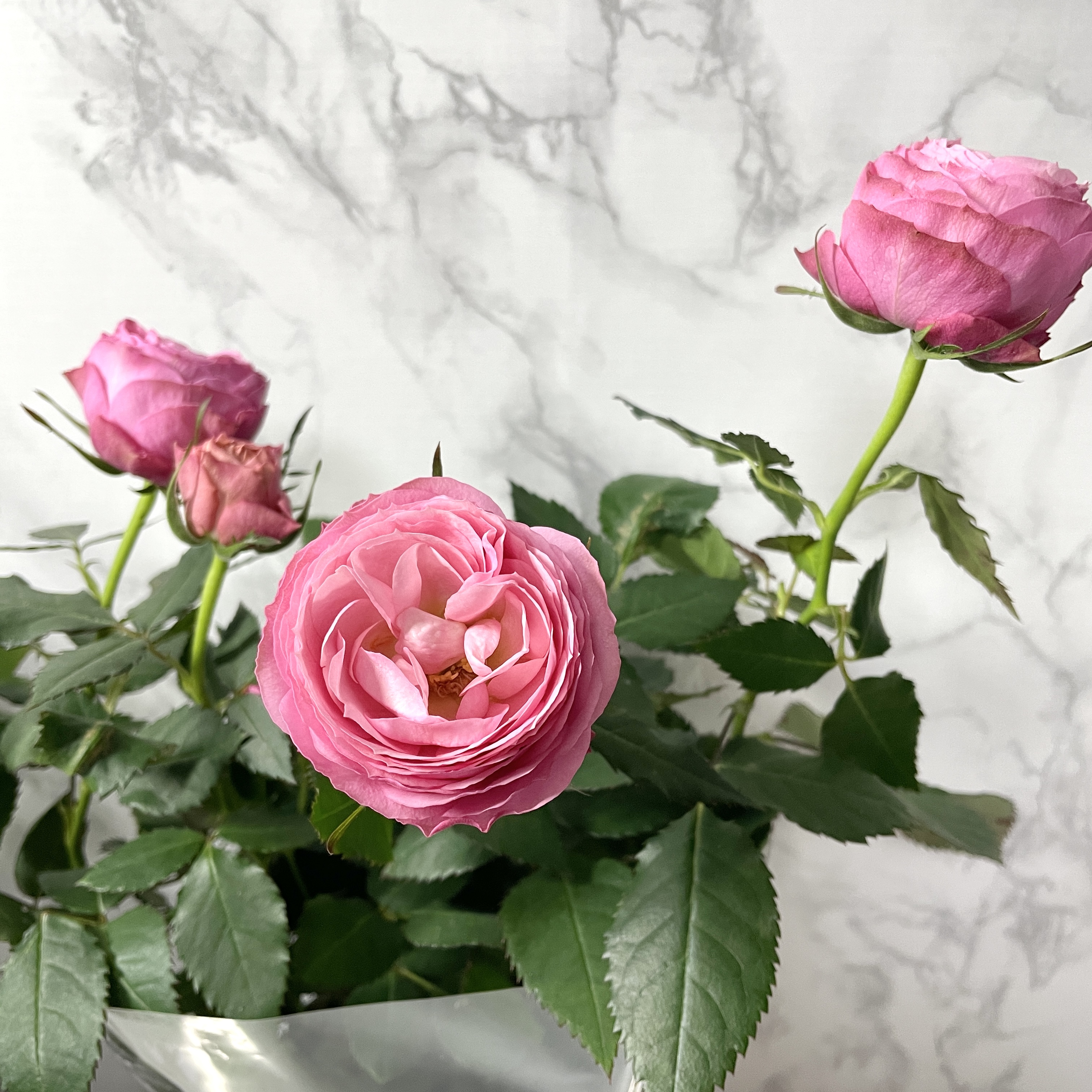 장미 키우기 꽃말 삽목시기