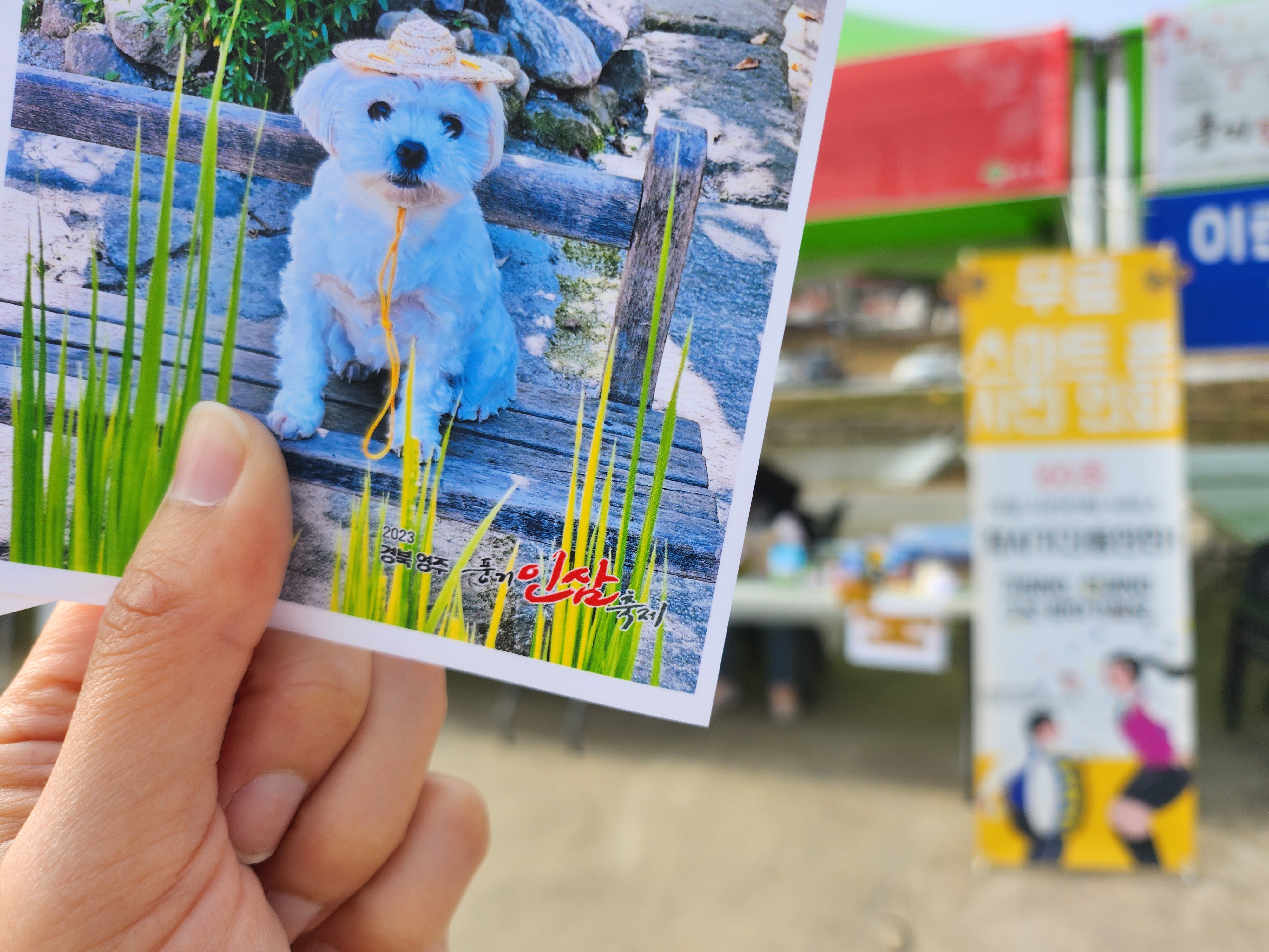 풍기인삼축제 2023: 코로나 이후의 희망과 즐거움을 찾아서
