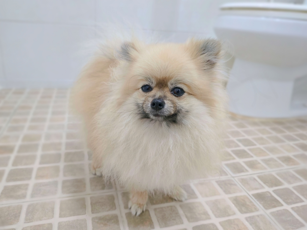 화장실에서 배변하는 강아지