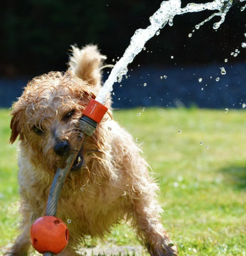강아지 하루 놀이 시간 및 운동량 기준 [나이&amp;#44; 견종별]