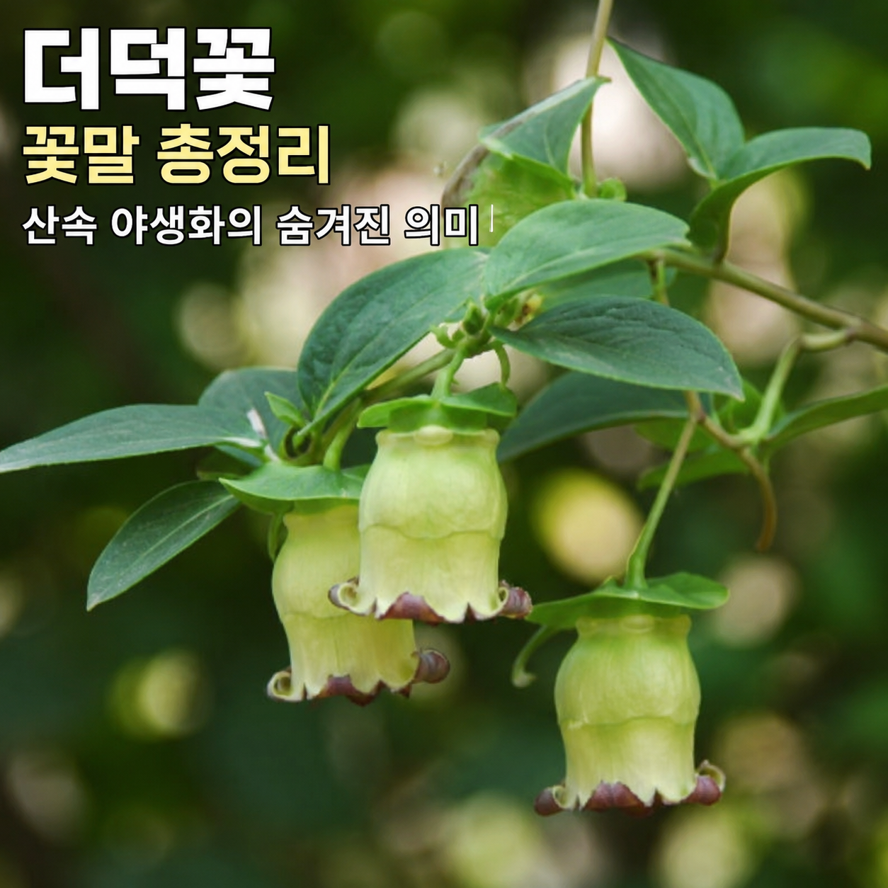 더덕꽃 꽃말