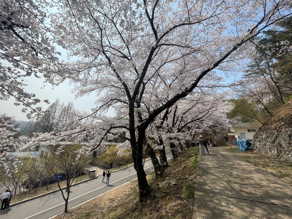 벚꽃
