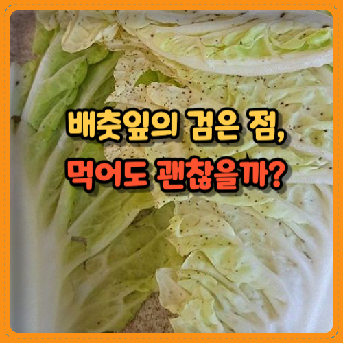 배춧잎의 검은 점, 정체는? 먹어도 괜찮을까?