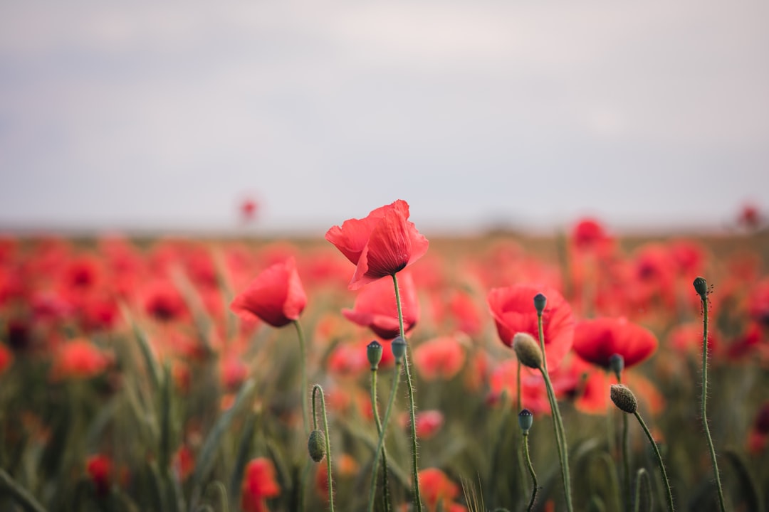 Poppy