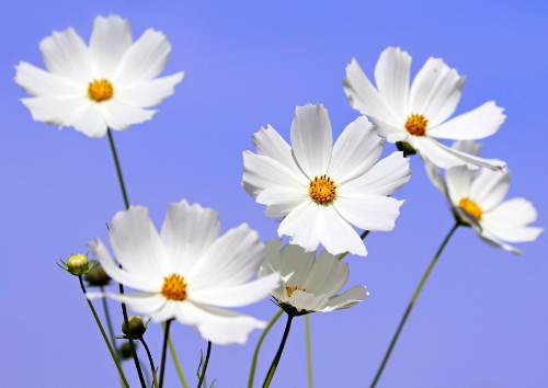 가을에 피는 꽃 종류 코스모스