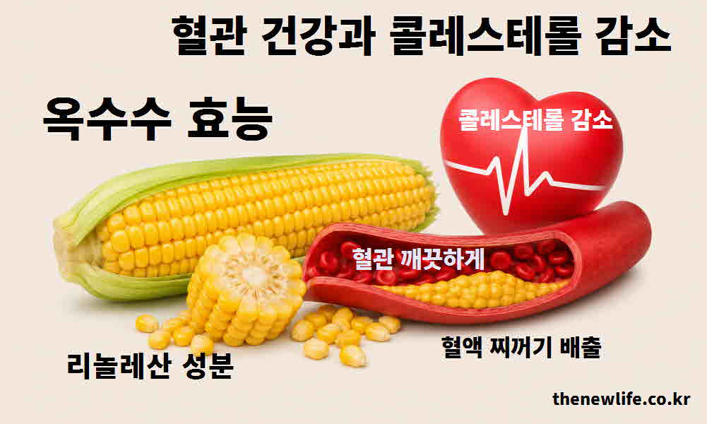 옥수수 효능 혈관 건강 콜레스테롤 감소