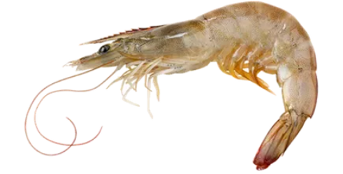 흰다리새우를 설명하는 사진.