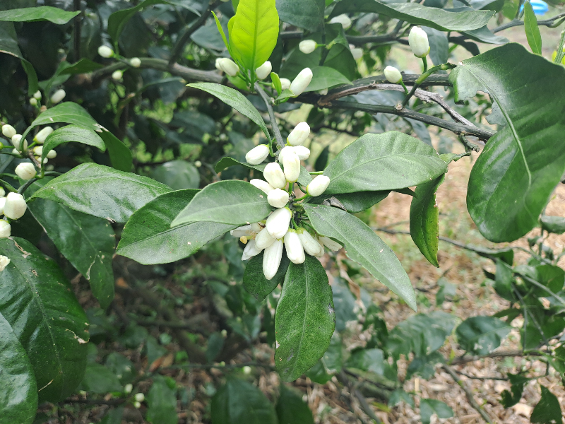 제주도 5월은 귤꽃 향기 가득한 시간