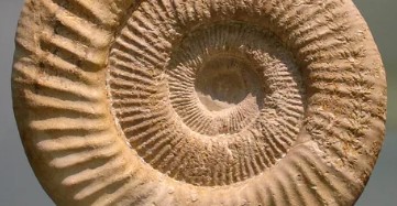 암모나이트 이미지